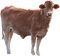 vaca - png gratuito GIF animata