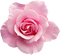 Rose.Pink - gratis png animerad GIF