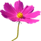 Flores - gratis png geanimeerde GIF