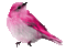 Vögel pink