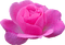 роза - PNG gratuit GIF animé