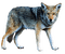 susi, wolf, forest animal, metsäneläin - Free PNG Animated GIF