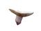 Big russula mushroom - gratis png geanimeerde GIF