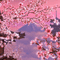 Pink Japanese Background - GIF animé gratuit GIF animé