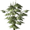 bean plant - Free PNG Animated GIF