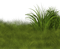 herbe/grass