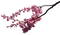 sakura/cherry blossom - Free PNG Animated GIF