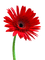 daisy flowers  red sunshine3 - фрее пнг анимирани ГИФ