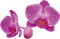 Orchid.  2Nitsa - δωρεάν png κινούμενο GIF