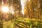 maisema landscape syksy autumn - gratis png animeret GIF