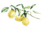 kikkapink lemon fruit deco png - ingyenes png animált GIF