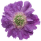 Kaz_Creations Deco Flower  Colours - png grátis Gif Animado