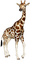 Kaz_Creations Giraffe - nemokama png animuotas GIF