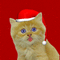 cat - GIF animate gratis GIF animata