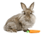 gala animals rabbit - nemokama png animuotas GIF