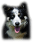 patymirabelle chien - безплатен png анимиран GIF