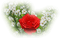 cecily-fleurs - ingyenes png animált GIF
