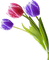 colored tulips - kostenlos png Animiertes GIF