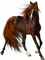 cheval.Cheyenne63 - PNG gratuit GIF animé