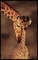 girafe mignon - PNG gratuit GIF animé