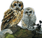 Kaz_Creations Owls-Birds - gratis png geanimeerde GIF