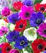 Blumen, Anemonen - gratis png animerad GIF