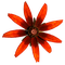 fleur - zadarmo png animovaný GIF