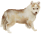 chien-dogzer - 無料のアニメーション GIF アニメーションGIF
