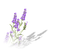 lavender lavendel lavande flower fleur blossom blumen deco tube spring printemps fleurs - PNG gratuit GIF animé