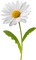 marguerite daisy