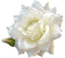 rose blanche - PNG gratuit GIF animé