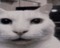 Messed up Unsettling Cat - ilmainen png animoitu GIF