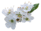 white blossoms - nemokama png animuotas GIF