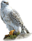 Eagle - besplatni png animirani GIF