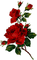 Dark red green roses flowers deco [Basilslament] - png gratis GIF animasi