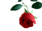 rose rouge.Cheyenne63 - png gratis GIF animado