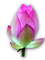 lotus flower  waterlily nénuphar