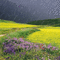 spring printemps  paysage field rain - GIF animado grátis Gif Animado