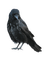 Ravens - zdarma png animovaný GIF