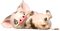 Cerdo rosado - бесплатно png анимированный гифка