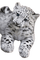 Bébé leopard blanc
