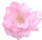 Pink Rose - gratis png animerad GIF