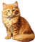 Gato amarillo - бесплатно png анимированный гифка