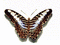 papillon - Безплатен анимиран GIF анимиран GIF