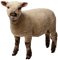 Kaz_Creations Sheep - PNG gratuit GIF animé