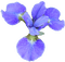 Iris - PNG gratuit GIF animé