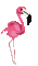 Pink Flamingo - GIF animado gratis GIF animado