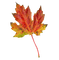 leaves laub feuilles - png gratis GIF animasi