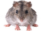 Kaz_Creations Rat Mouse - zdarma png animovaný GIF