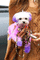 dog - Bezmaksas animēts GIF animēts GIF
